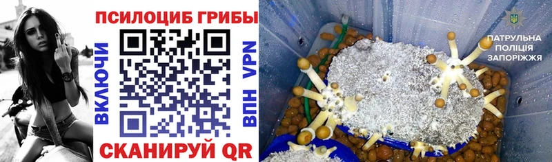 Купить где  Черняховск  Галлюциногенные грибы прущие грибы 